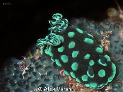 Nebrotha cristata. Father and "little" son by Alex Varani 
